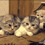 고양이 <b>하품</b>