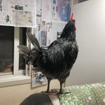 [무무닭] 수탉 울음소리와의 전쟁 - 집에서 부화시킨 청계아리 성장일기