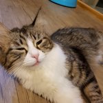 [고양이] [냥선생]출산임박 딸냥이와 소고기국이 먹고싶은 딸구아재