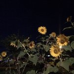 귀짤 <b>ppt</b> 땄음