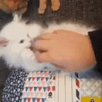 [댓글부탁해] 나 <b>BJ</b>해볼라는데 페미선언할까?