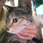 고양이 꾹꾹이 당하면 아픈가요??
