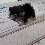 [강아지] 겨울이 <b>성장</b>일기