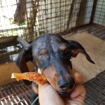 [강아지] <b>한쪽눈</b>이 없는 닥스훈트