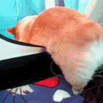 <b>탈출</b>하개