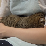 <b>루루</b>고양이 ㅈㄴ귀엽다 진짜ㅠㅠ하