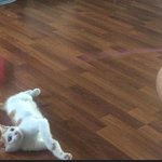 [고양이] 퇴근하는 길에 만난 우리 고냥이 3
