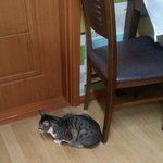 우리 <b>고양</b>이 왜 이러는지 아는사람