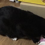 <b>고냥</b>이 밥먹는다