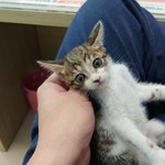 [고양이] <b>생후</b> 4주도 안된 아기냥이 입양처 찾습니다.