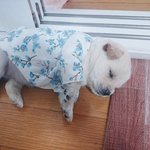 [댓글부탁해] 제발 귀뚫고 관리법좀 알려줘ㅠㅠㅡㅜㅜㅜㅜ