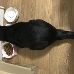 우리집 뽀쟉이 물<b>마신당</b>ㅎㅎ