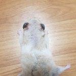 [댓글부탁해] 얘드라 울 햄찌 <b>짱</b><b>귀</b>욥다