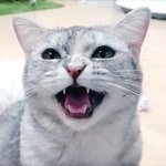 당당하게 사는법좀 제발..