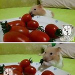 골든 <b>햄스터</b>너무구ㅏ여워ㅠㅜㅜ
