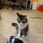 [고양이] [냥선생]하루가 다르게 커버리네.