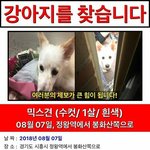 [급해] 급해 한번 씩만 읽어줘 강아지 잃어버리셨대