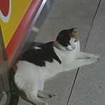 [댓글부탁해] 이 고양이 냥줍하고싶은데 자꾸 <b>도망</b>감