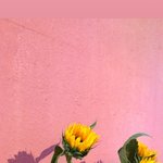 [추반] <b>C컬</b> 할때 들고갈 사진 있어야 될까???