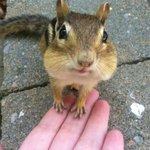 <b>야생동물</b>과 친구 먹은 새럼들