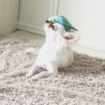 사이좋은 앵무새와 치와와