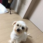 유기견 꼭 주인 찾게 도와주세요..ㅠ_ㅠ!