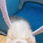 [드루와] 성인되면 하고싶은거 적고가자