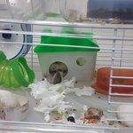 4마리 새끼와 <b>북문</b>이~~~~