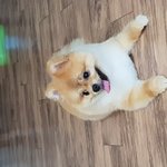 [일상] 이제 1년 2년되는 저희 <b>아지</b>들이에용