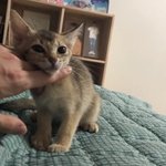 [강다니엘] 강다니엘 세번째 냥이 오리