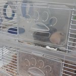 어미가 새끼를 공격해서 새끼들의 비명소리가