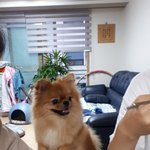 댕댕이 밥 <b>냠냠</b>