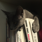 [냥선생] 사료 훔치다 고<b>상무</b>님 한테 걸렸어요..