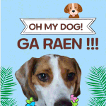 가랜입양.임보홍보