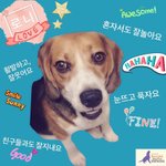 로니 입양 임보 홍보