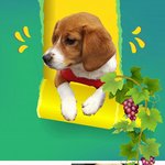 호호 입양임보 홍보