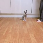 이 강아지 <b>종류</b>가뭐임