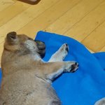 아이폰으로바꿀건데