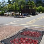 [개깊은빡침] 아파트에 널린 고추