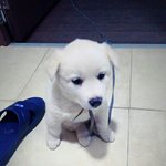 [강아지] 우리집 댕댕이 자랑ㅎㅎ
