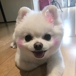 (88년생<b>부사장</b>)강아지표정이 왜이리 밝을까요?