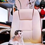 [고양이] [지투] 지투의 아깽이 시절 사진! (움짤 포함)