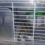 두마리 낳고 또 <b>북문</b>이하고 뒹굴고있네~~~