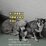 유기동물들을 지킬 힘! 병원비가 <b>절실</b>합니다
