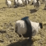 공<b>쥬</b>님