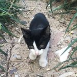 강제로 꼬리 잘린 아기고양이 4마리 근황 ㅠㅠ
