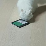 [댓글부탁해] <b>단풍</b>이는 아빠가 니 아빠라서 미안해