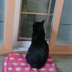 [드루와] 냥이 바닥 딱딱할까봐 <b>담요</b>깔아줬ㄴ데