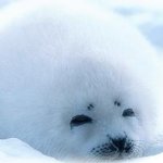 [19] 어휴 쫄<b>보들</b> 낚시만 하고ㅋ 내가 올림