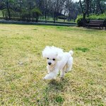 [강아지] 우리집 딸기뽀시래기 (+<b>반전</b>주의!)